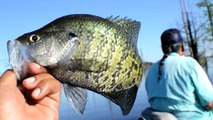 Jigging Trees For White Crappie / Catch & Cook / Crappie Fishing