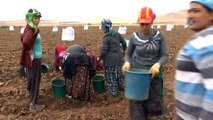 Bitlis, Türkiye'nin Patates İhtiyacının Yüzde 4'ünü Karşılıyor