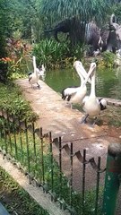 Viral..!!! Burung tercantik di ragunan
