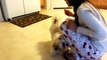 Shih Tzu Puppy Training