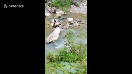 Tonkin leaf monkey carries timid offspring across river