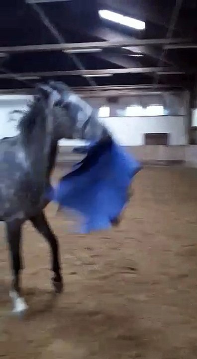 Calirado vor dem Spiegel 20151102