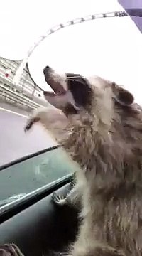 Un raton laveur dans une voiture joue avec les gouttes de pluie !