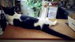 Japon : Un chat robot comme animal de compagnie sous le nom de Qoobo !