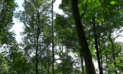 Ini Dia Proses Penyulingan Tradisional Minyak Daun Cengkeh