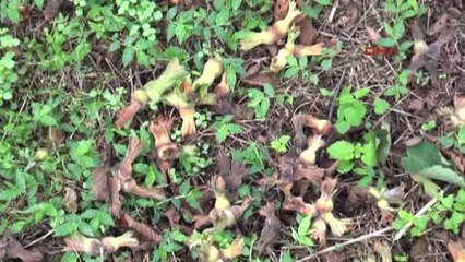 Giresun Üretici Emanet Verdiği Fındığını Geri İstiyor