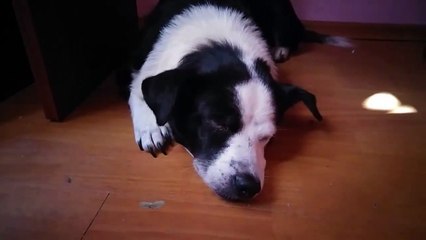 Lady dog, sleepy, angry. (Funny Animal)