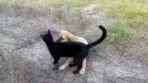 Puppy Dog Cat Cleaning, (Funny Animal Videos)