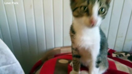Where kittens looking