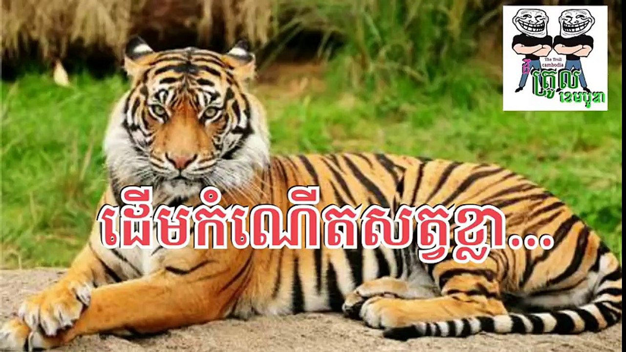 ដើមកំណើតសត្វខ្លា នឹង សម្ភាសពីមូលហេតុដែលឆ្កែស្អប់ឆ្មា..  By The Troll Cambodia Video funny