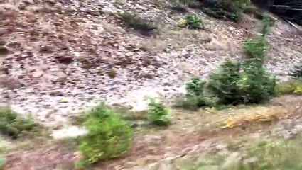 Une voiture de touristes suivi par un loup gris sur plusieurs kilomètres !