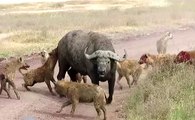 Hienas VS Búfalos - Terríveis Ataques