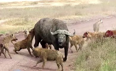 Hienas VS Búfalos - Terríveis Ataques