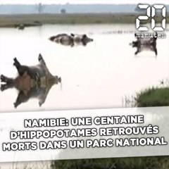 Download Video: Namibie: Plus de 100 hippopotames retrouvés morts dans un parc national