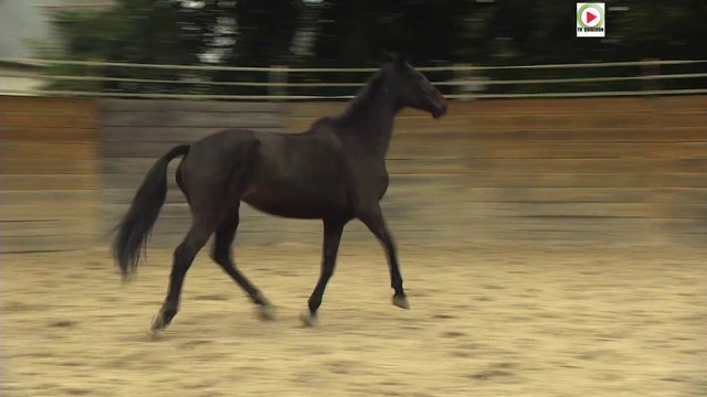 Lamballe | Le Haras National - Bretagne Télé