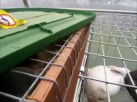 Rabbit labor & giving birth to her baby bunnies