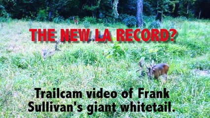 Louisiana potential state record whitetail