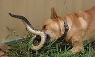 Cães Atacando Cobras Em Cenas Incríveis