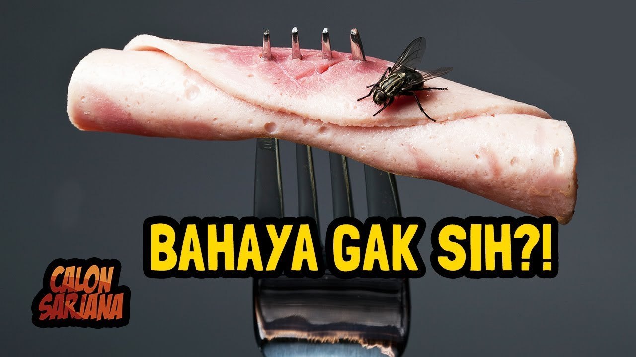 BERBAHAYA Gak Sih Kalau Makanan Dihinggapi Lalat???