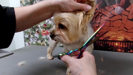 Grooming a Pet Yorkies head