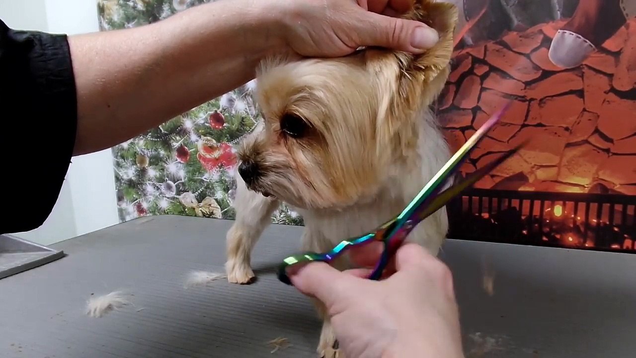 Grooming a Pet Yorkies head