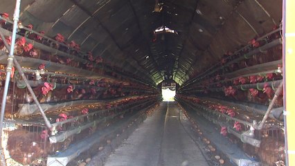 소 잃고도 외양간 안 고치는 'AI 대책' / YTN