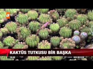 Kaktüs tutkusu bir başka - atv Ana Haber