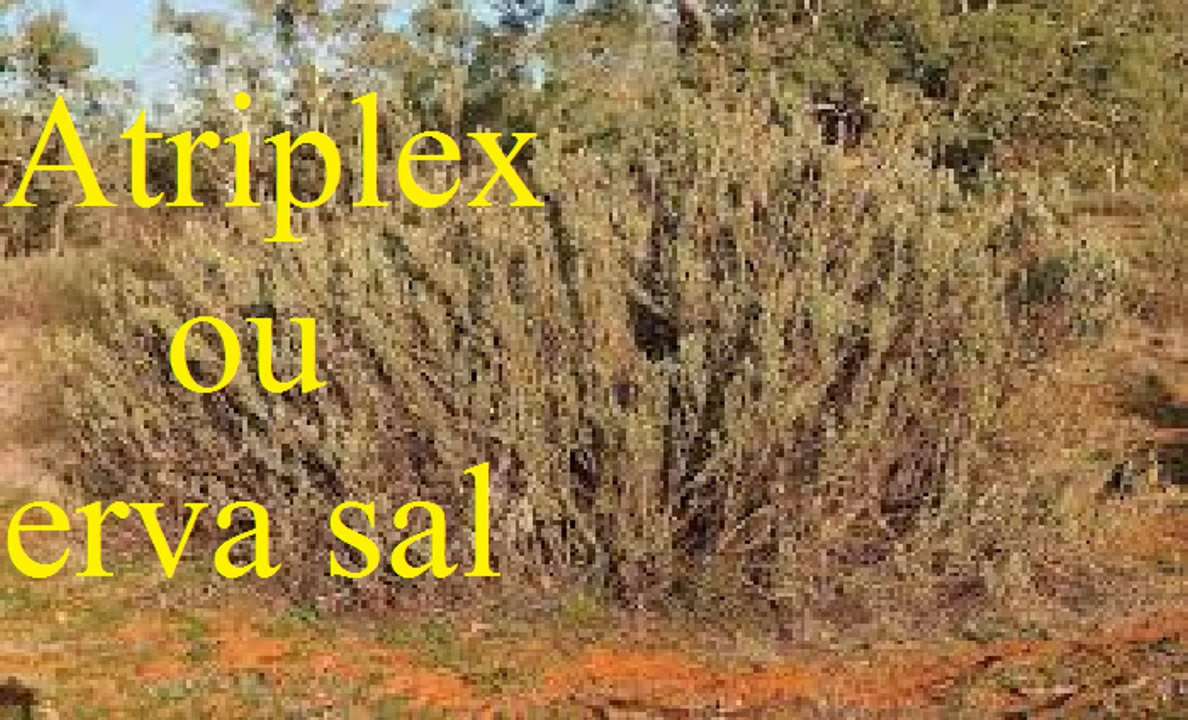 atriplex ou erva sal