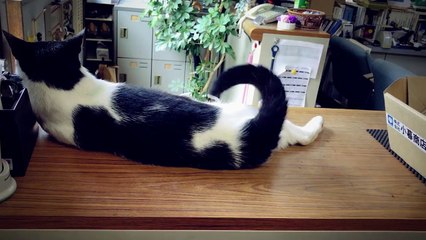 Une société japonaise dévoile son chat robot