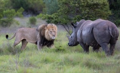As Melhores Cenas E Batalhas De Leões Com Rinocerontes