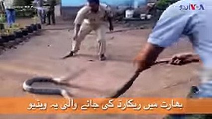 snake drinking water from bottle