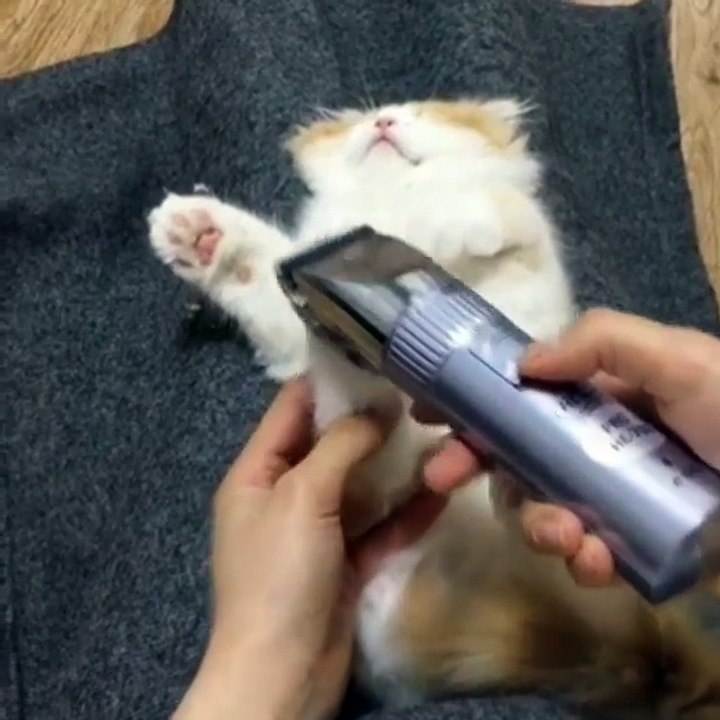 Video Kucing Lucu #017 | Vera Kitty 2017
