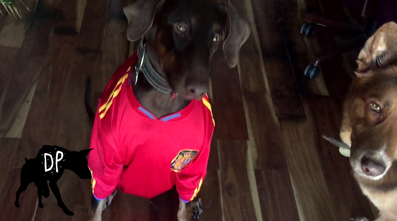 Homemade Halloween Costume for Dogs