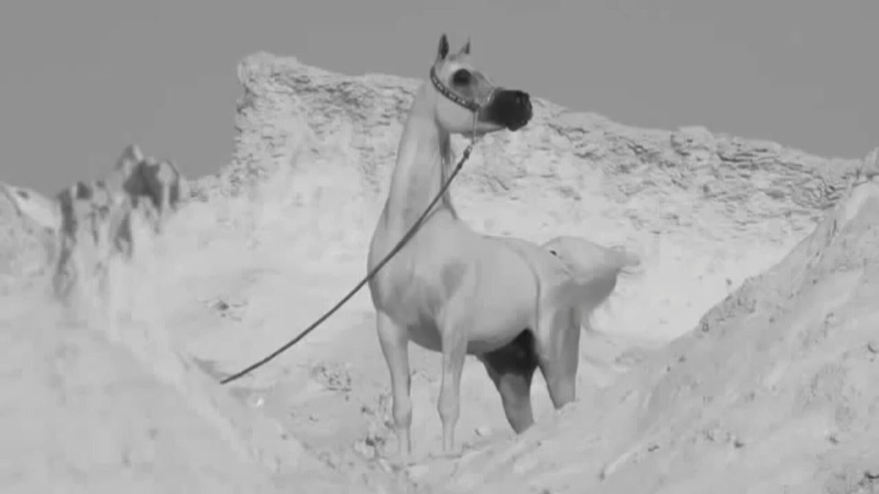 الأغنية العربية التي تفوقت على النسخة التركية الأصلية قيامة أرطغرل