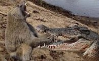 Babuínos vs Crocodilos_Quando Beber Ou Cair Na Água É Fatal