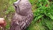 Funny Owls And Cute Owl _ Sweet Owls in Videos Compilation