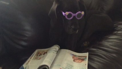 Meet The Coolest Dog EVER