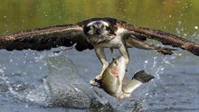 Magníficas Cenas De Águias Pescando