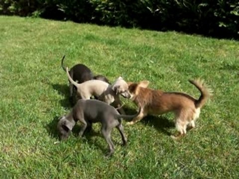 Jeux de Petits Lévriers Italiens coquins