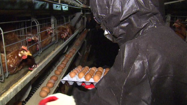 미리 알았던 친환경 농장 살충제 달걀...예견된 파동 / YTN