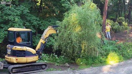 the death of my willow tree....