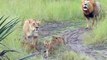 Ces bébés lions qui essaient de rugir comme papa sont adorables