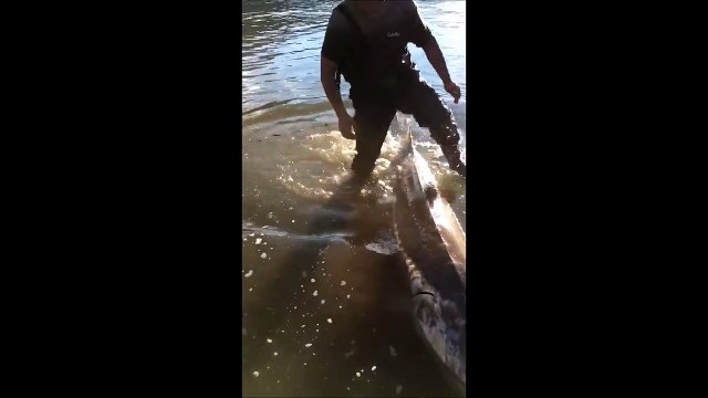 Ce pécheur sort un esturgeon de plus de 3m dans une rivière Canadienne
