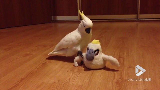 Ce perroquet rencontre une peluche perroquet et se demande si c'est un vrai... Adorable