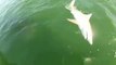 Un mérou géant avale un requin de 4m et n'en fait qu'une bouchée.