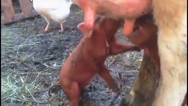 Intelligent Technology Smart Farming Cow Goat Milking Chicken Collecting Eggs Pig Calf Feeding