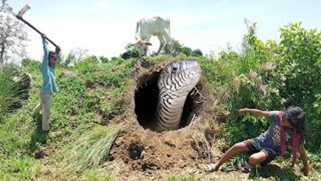 Terrifying!!! Caught Two Big Snakes By Digging Hole - Little Girl Catch Snakes While Guard