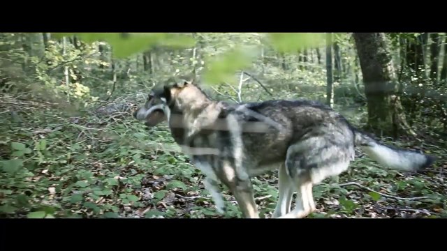 Sansar Salvo feat. Şanışer - Yarın Ölümü Beklemek Yerine (Official Video)