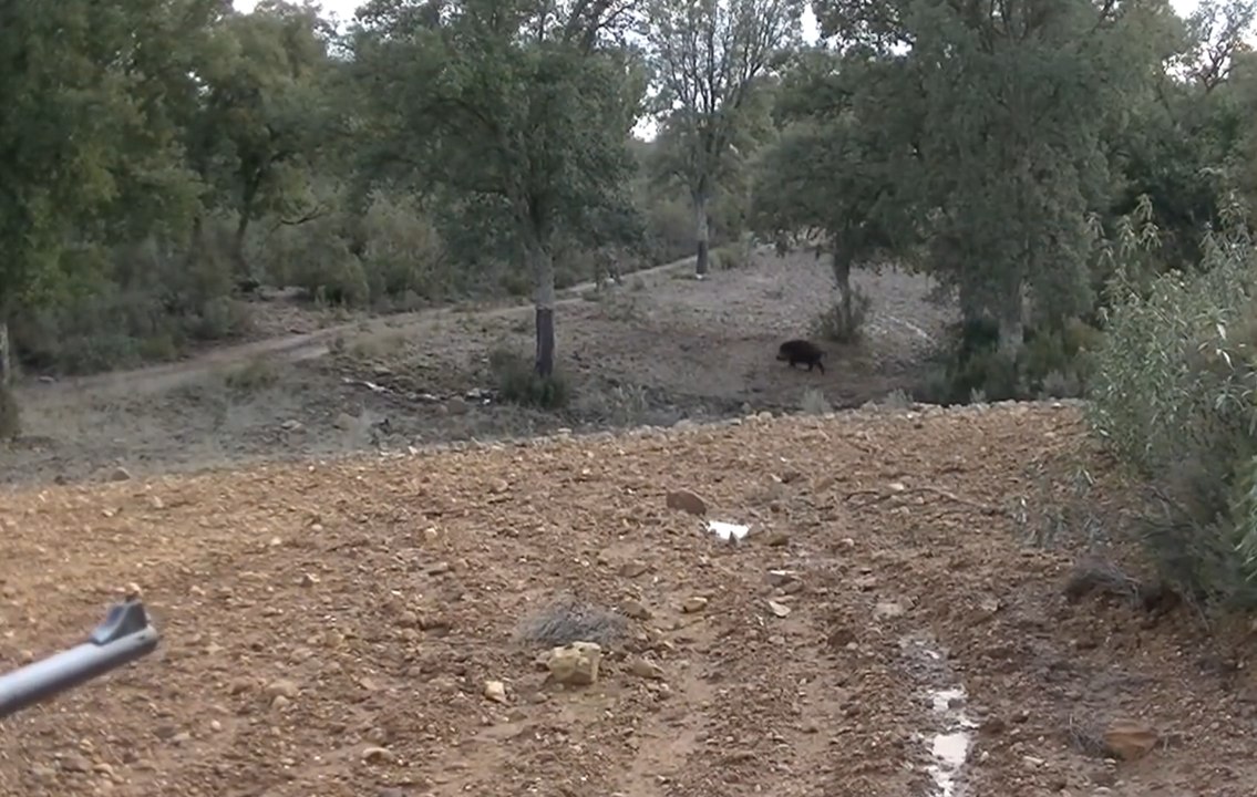 battue aux sangliers - beaucoup des jolies tirs