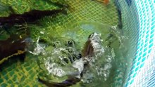 SHARK IN THE POND! makes International NEWS!